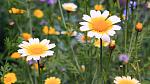 Chryzanthemums in the wild. Octobers birth flower. Chryzanthemums in the wild. Octobers birth flower.