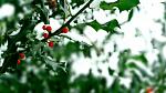 Desembers birth flower, holly bush with red berries covered in snow. Desembers birth flower, holly bush with red berries covered in snow.