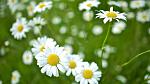 Closeup of mountain daisies, April's birth flower. Closeup of mountain daisies, April's birth flower.