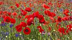 Field of bright red poppy flowers, August's birth flower, on summer day. Field of bright red poppy flowers in summer day.