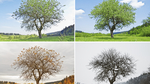 A tree changing through the four seasons. A tree changing through the four seasons.