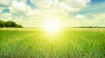 The Sun rising above a green field. Sunrise above a green field with scattered clouds in a blue sky sky.